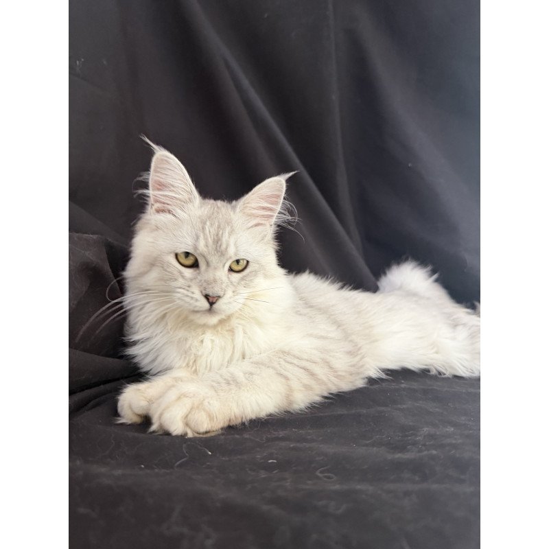 Maine Coon EZ Xiolina