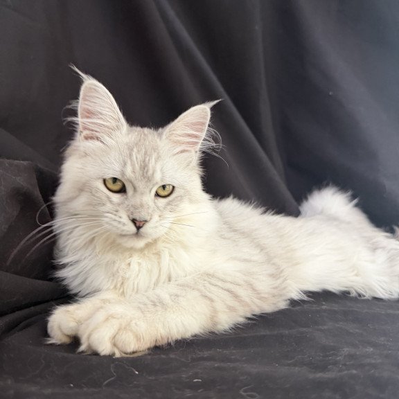Maine Coon EZ Xiolina