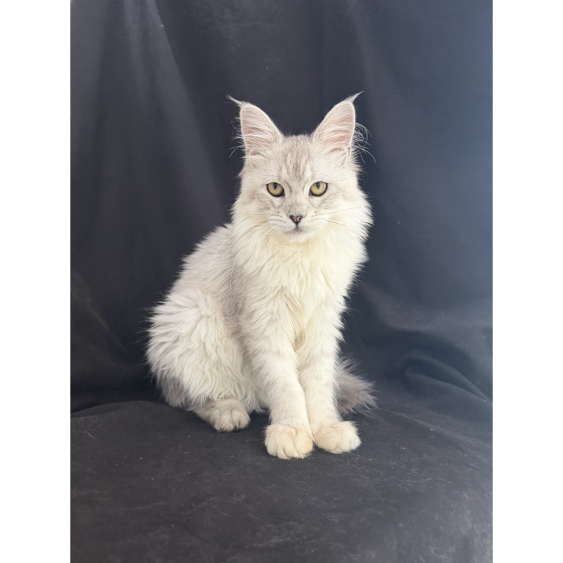 Maine Coon EZ Xiolina