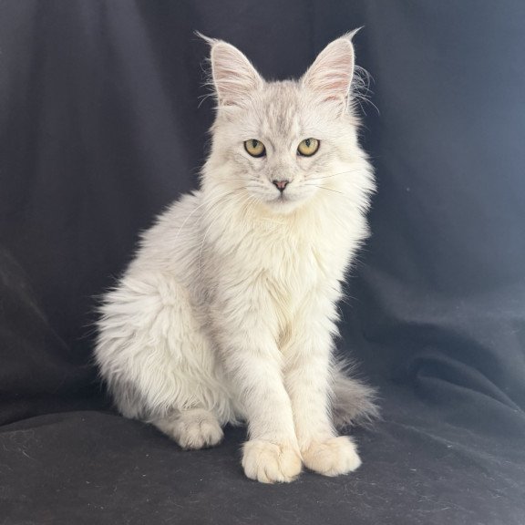 Maine Coon EZ Xiolina