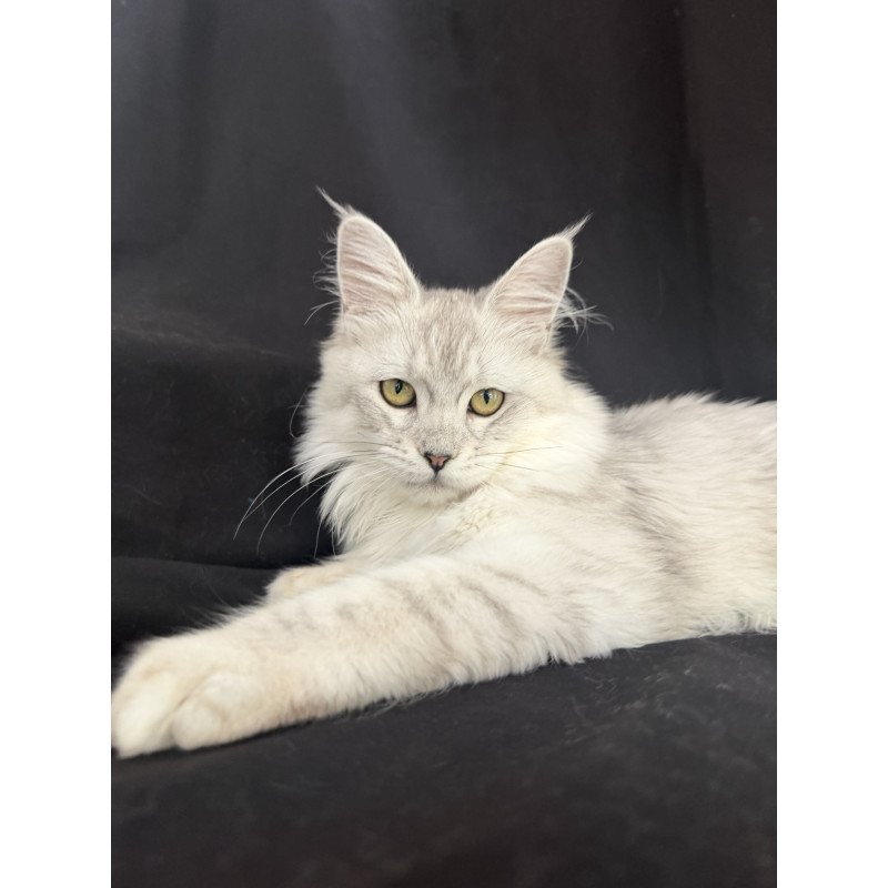 Maine Coon EZ Xiolina