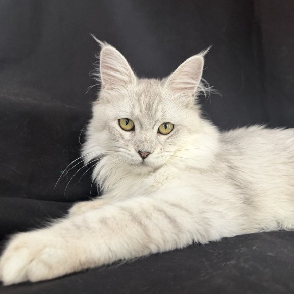 Maine Coon EZ Xiolina