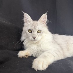 Maine Coon EZ Xiolina