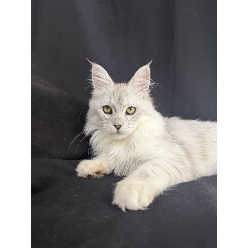 Maine Coon EZ Xiolina
