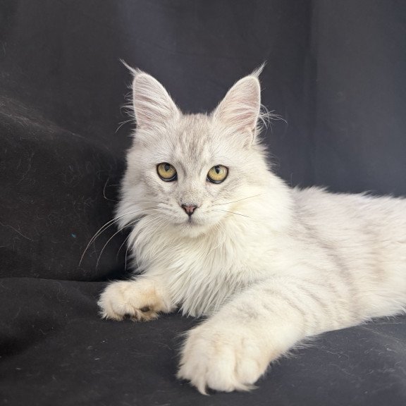 Maine Coon EZ Xiolina