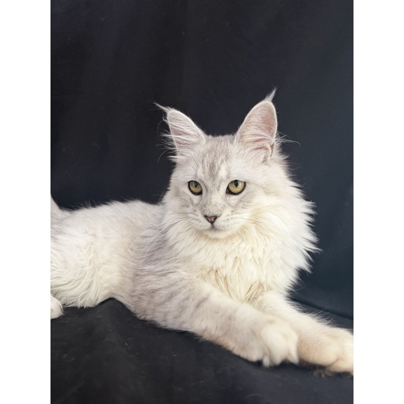 Maine Coon EZ Xiolina