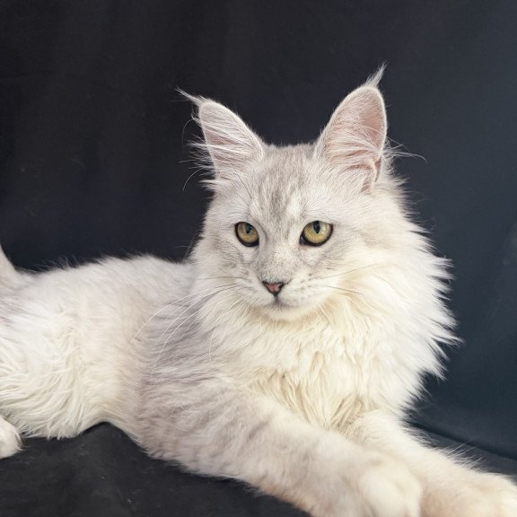 Maine Coon EZ Xiolina