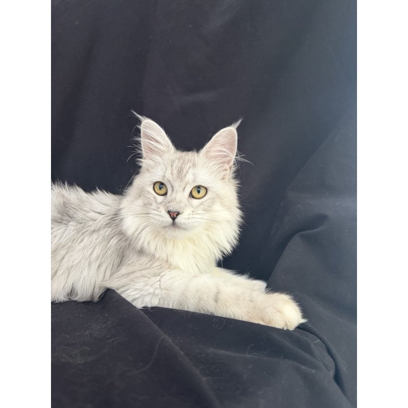 Maine Coon EZ Xiolina