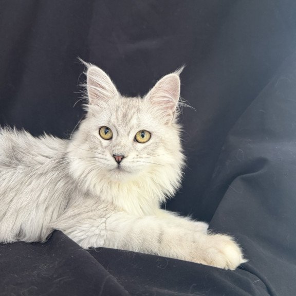 Maine Coon EZ Xiolina