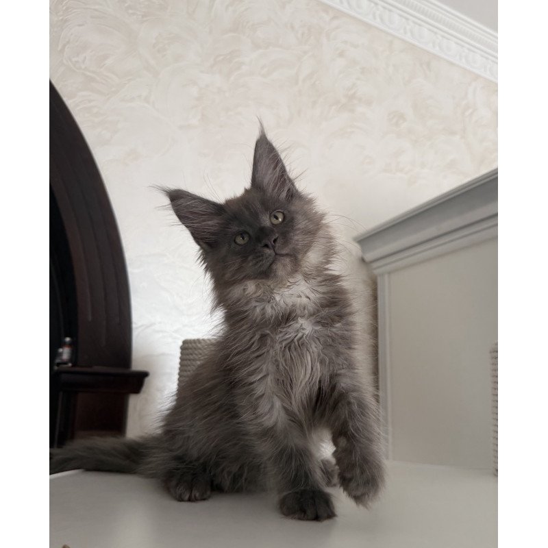 Maine Coon EZ Ahata