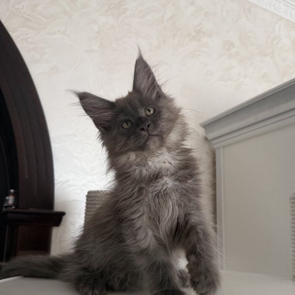 Maine Coon EZ Ahata