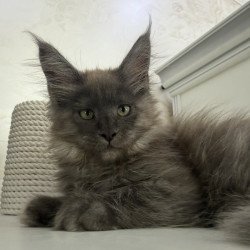 Maine Coon EZ Ahata