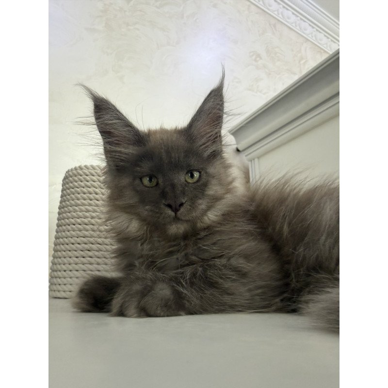 Maine Coon EZ Ahata