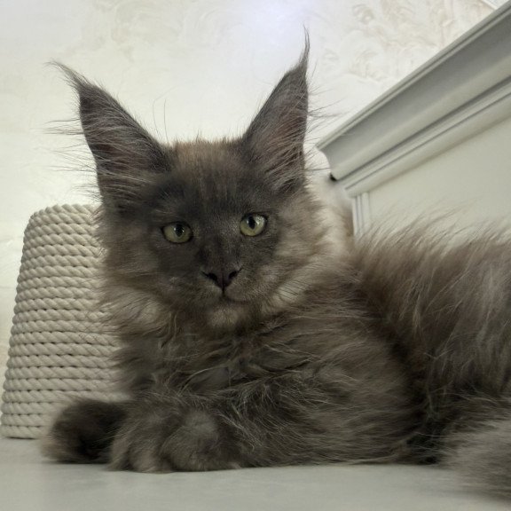 Maine Coon EZ Ahata