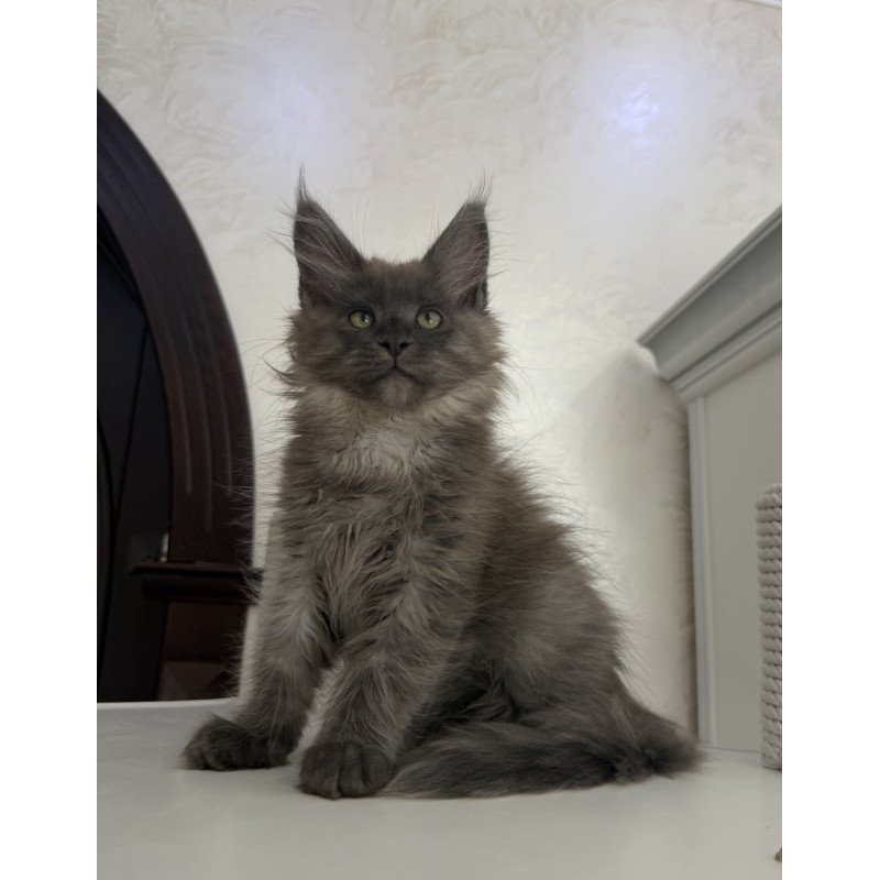 Maine Coon EZ Ahata