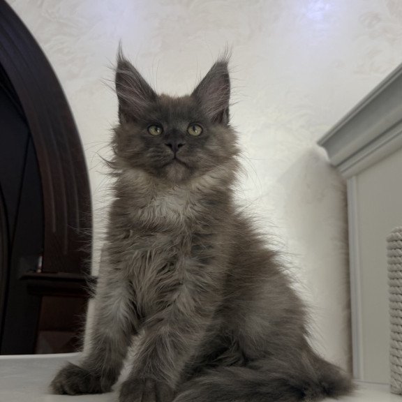 Maine Coon EZ Ahata