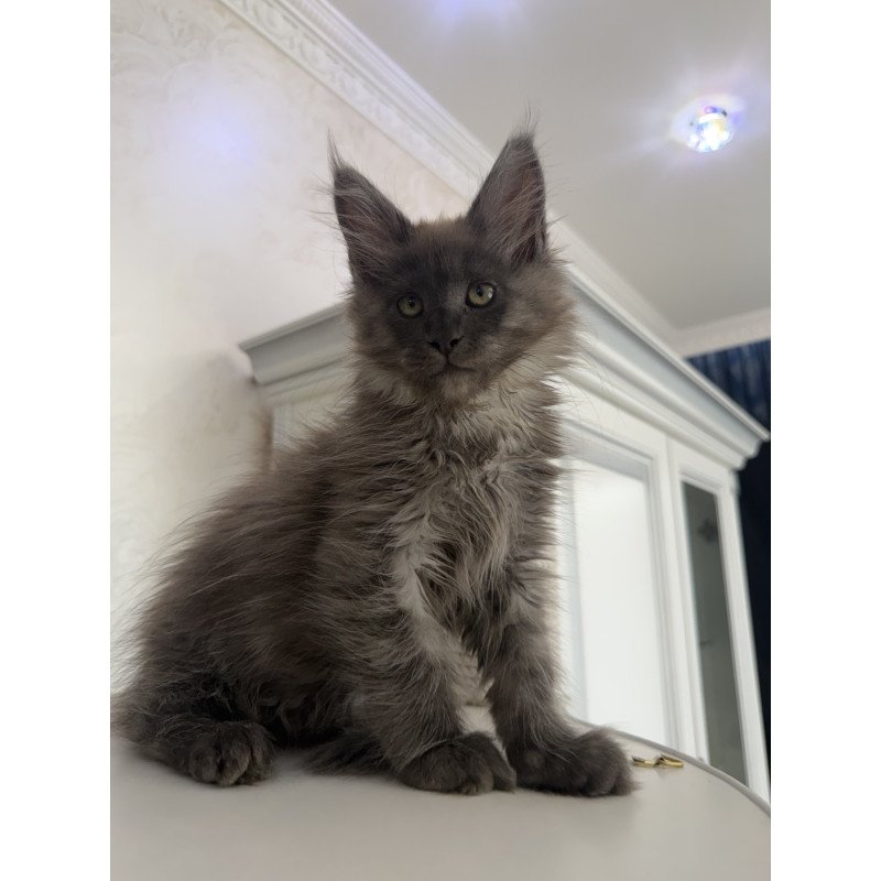 Maine Coon EZ Ahata