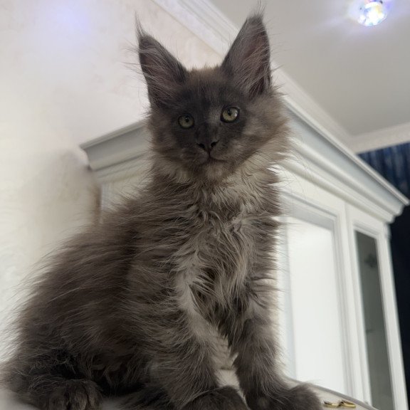 Maine Coon EZ Ahata