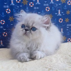 Persian Bassi