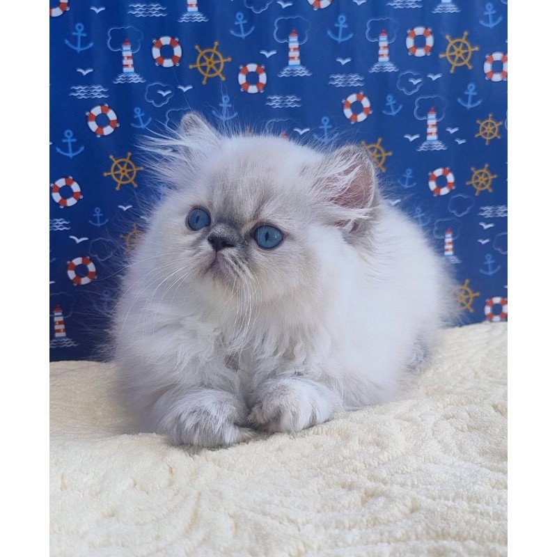 Persian Bassi