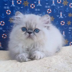 Persian Bassi