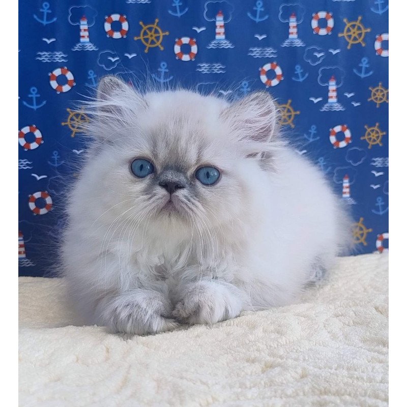 Persian Bassi