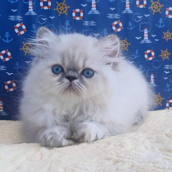 Persian Bassi