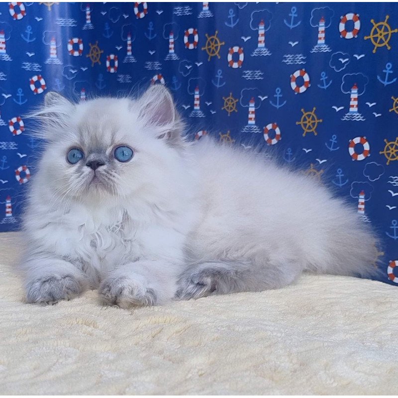 Persian Bassi