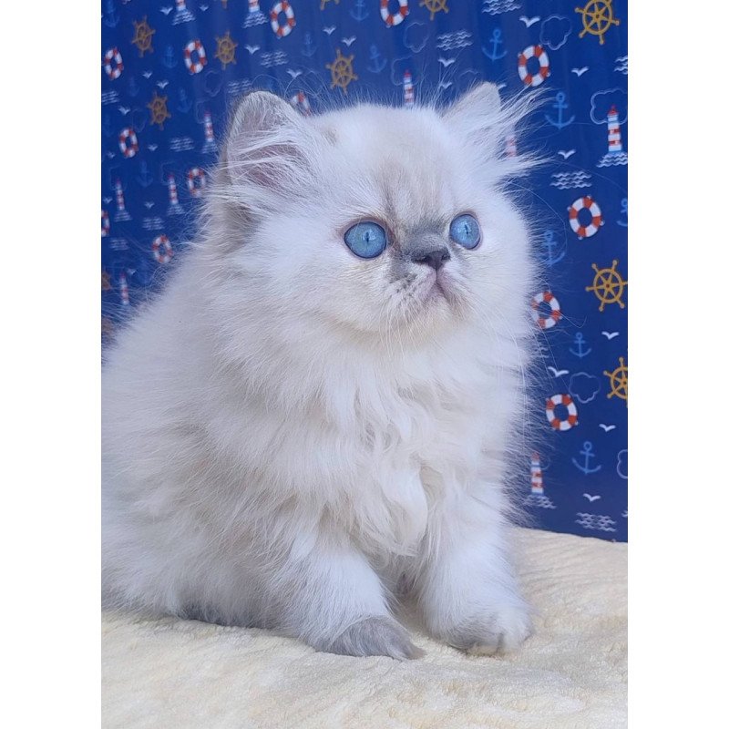 Persian Bassi