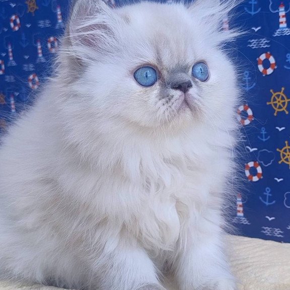 Persian Bassi