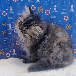 Persian Bless