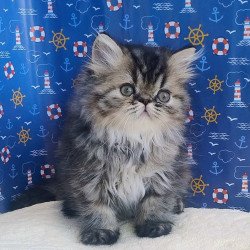 Persian Bless