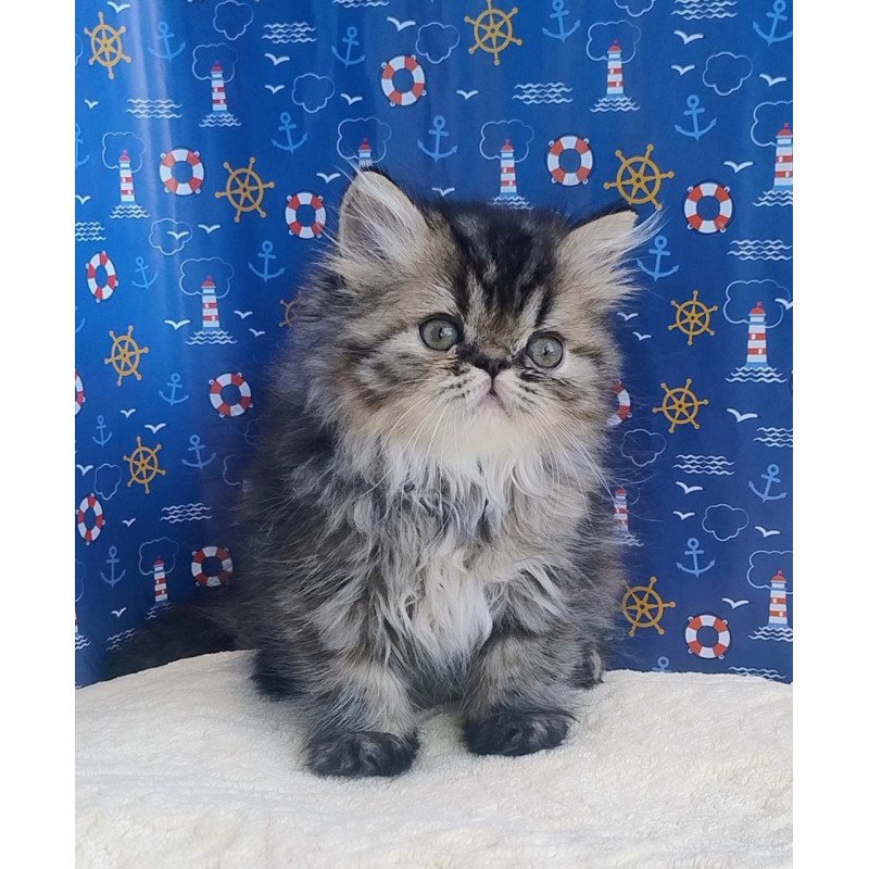 Persian Bless