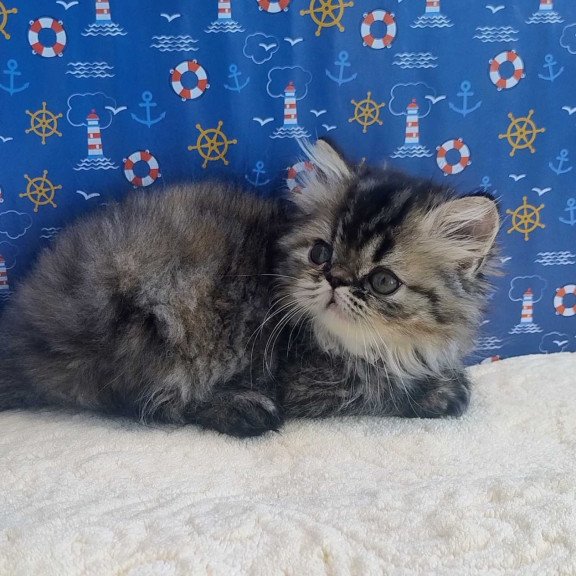 Persian Bless