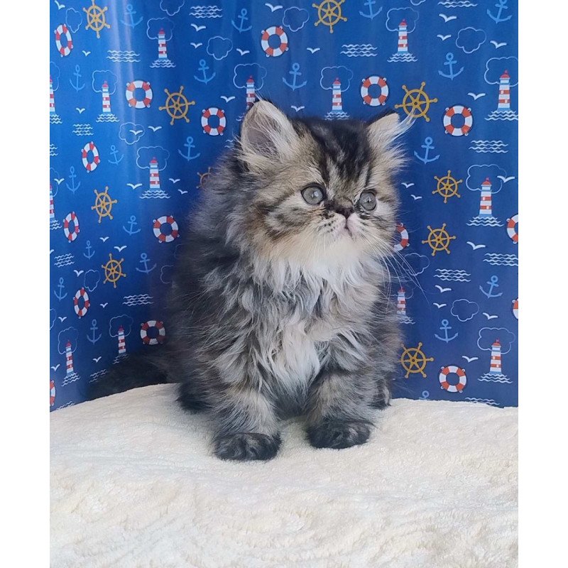 Persian Bless