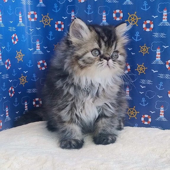 Persian Bless