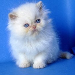 Persian Mark