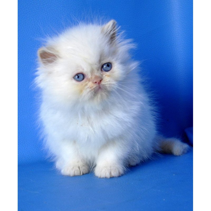 Persian Mark