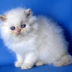 Persian Mark