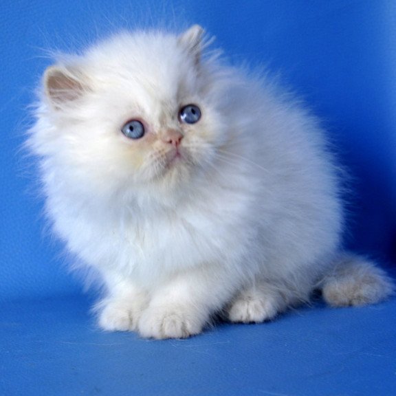 Persian Mark