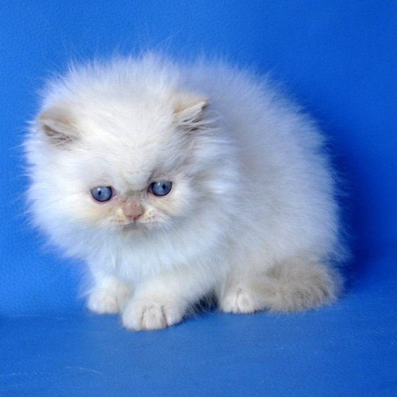 Persian Mark