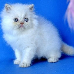 Persian Martin