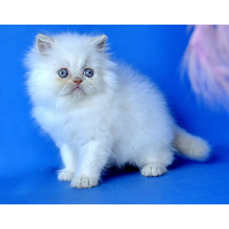 Persian Martin