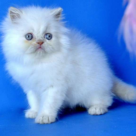 Persian Martin