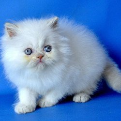 Persian Martin