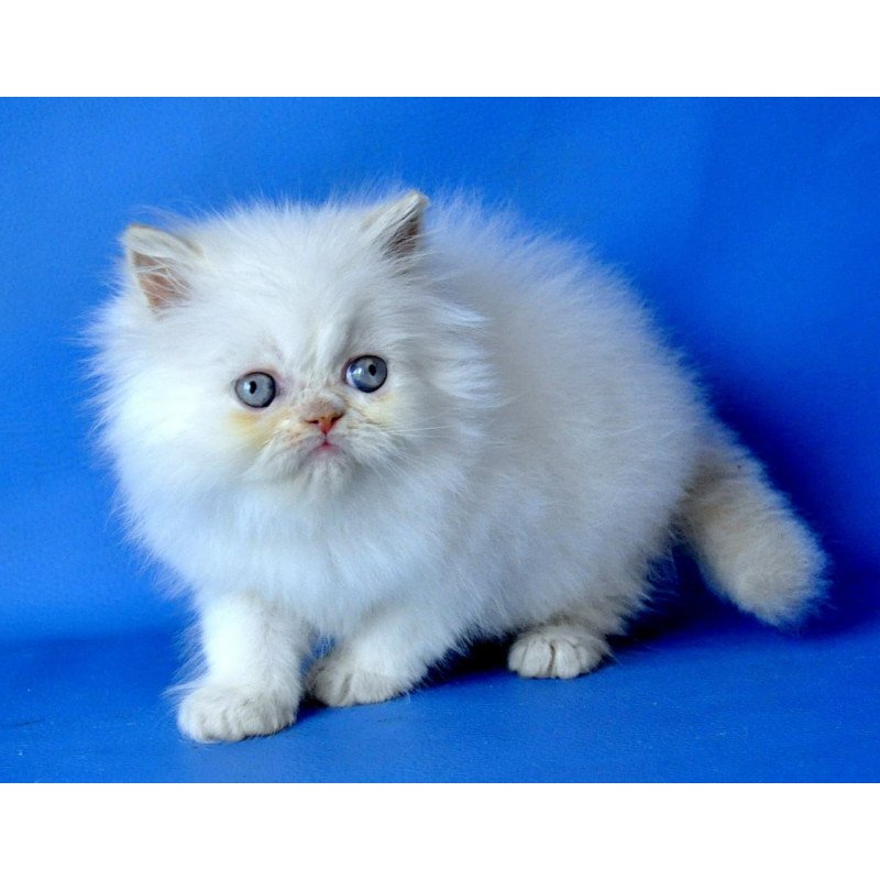 Persian Martin
