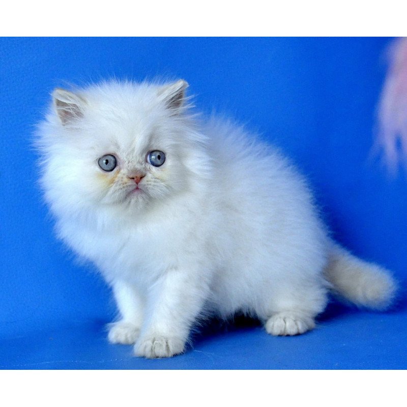 Persian Martin