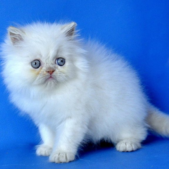 Persian Martin