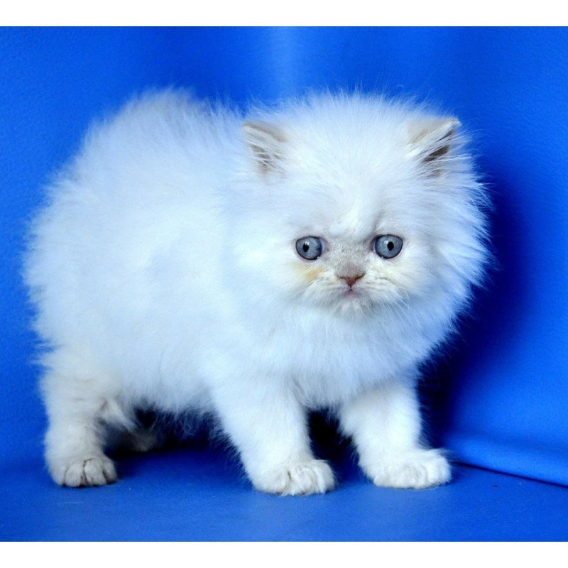 Persian Martin