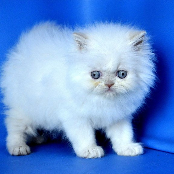 Persian Martin